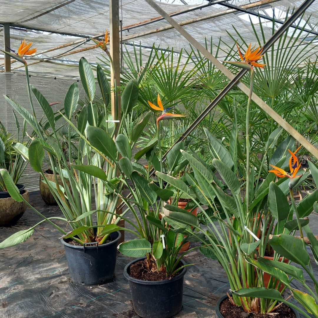 Sample picture Strelitzia with flowers