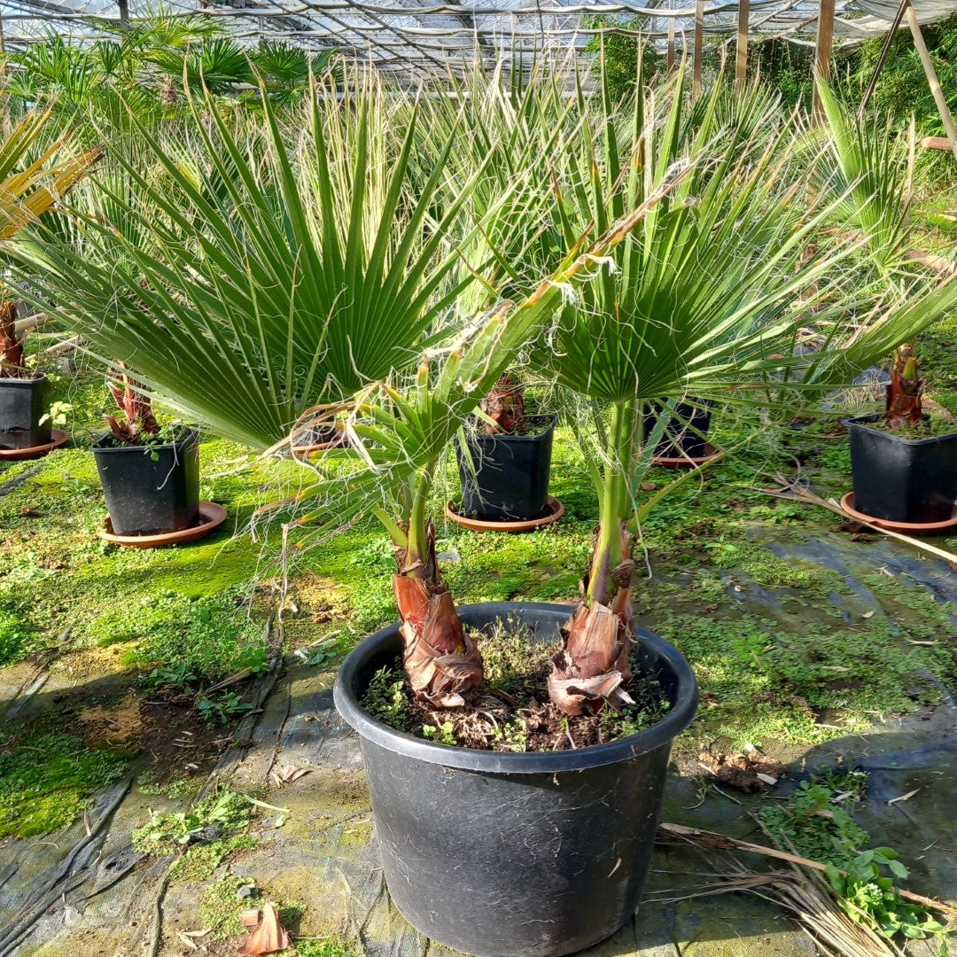 Washingtonia Robusta