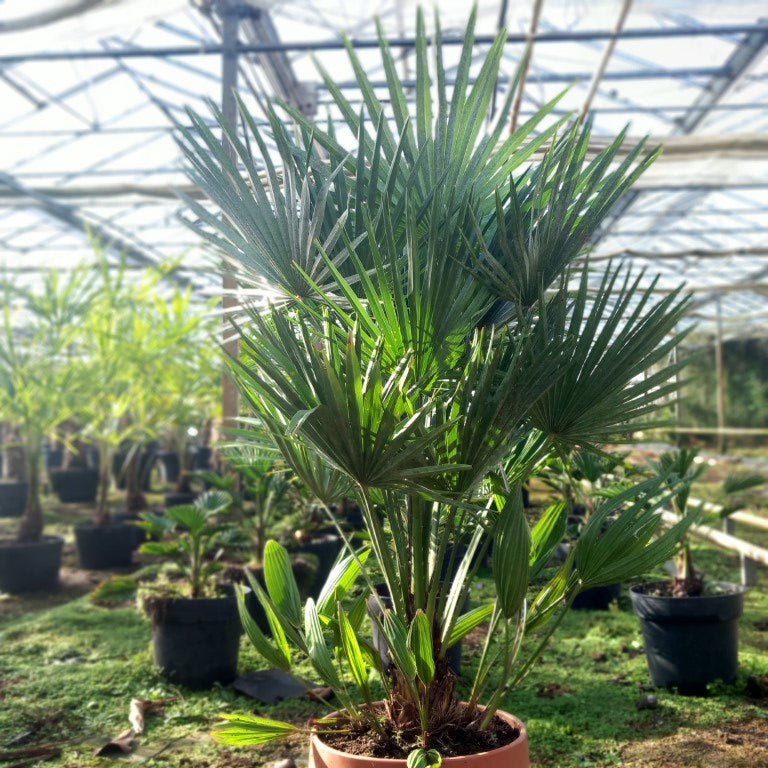 Chamaerops humilis vulcano