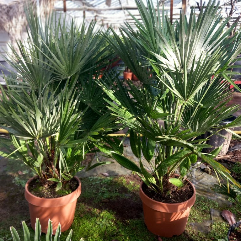 Chamaerops humilis vulcano