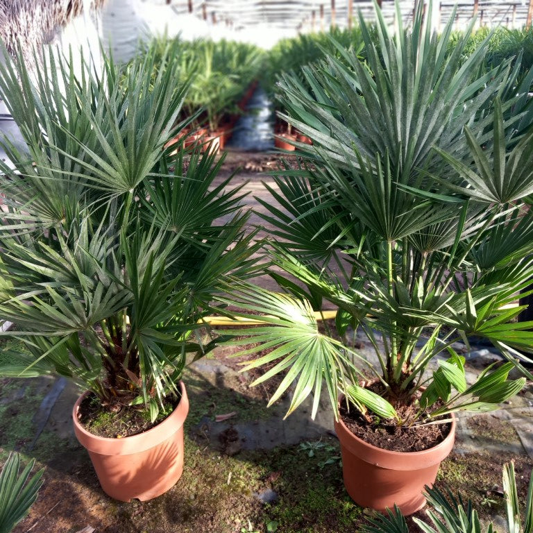 Chamaerops humilis vulcano