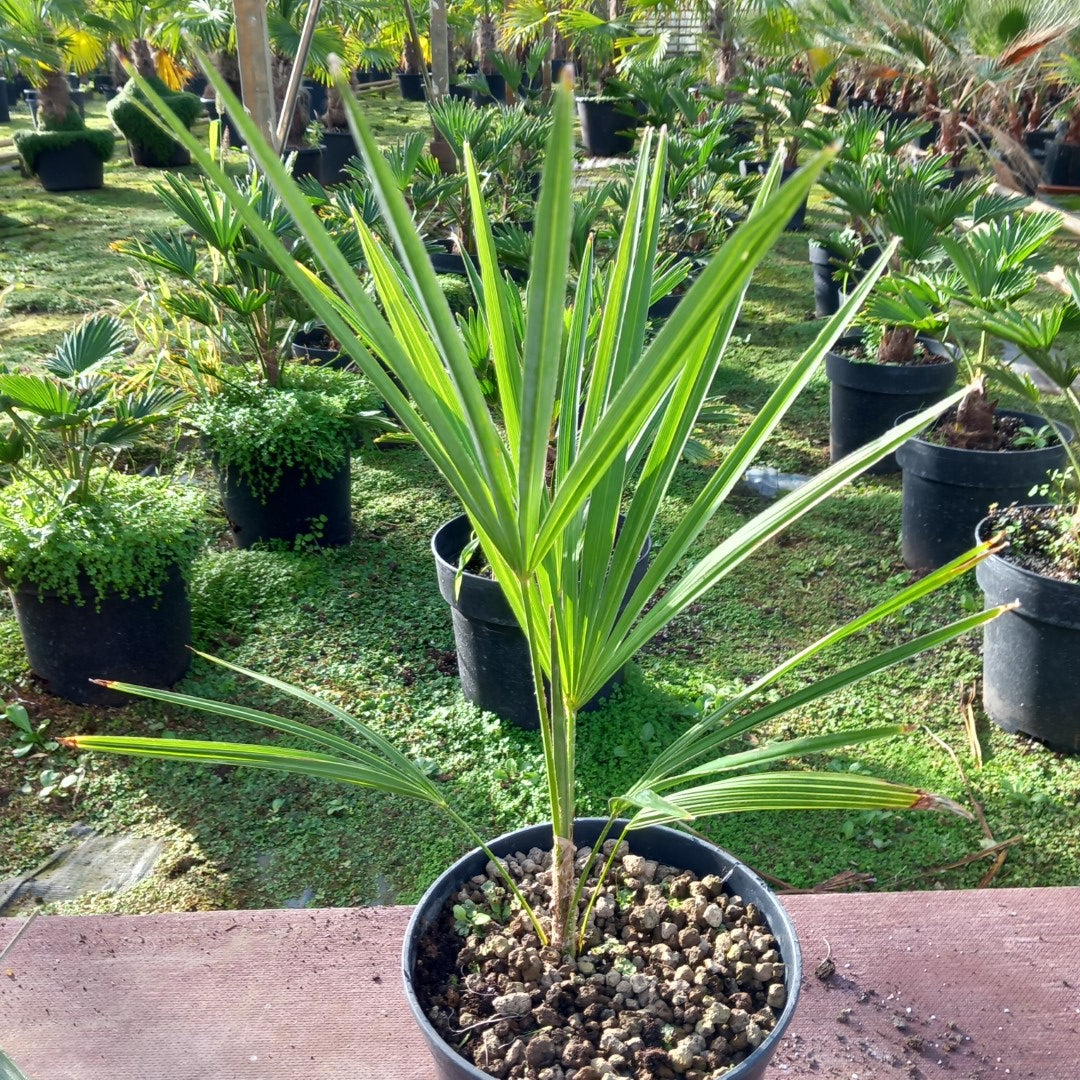 Trachycarpus nova