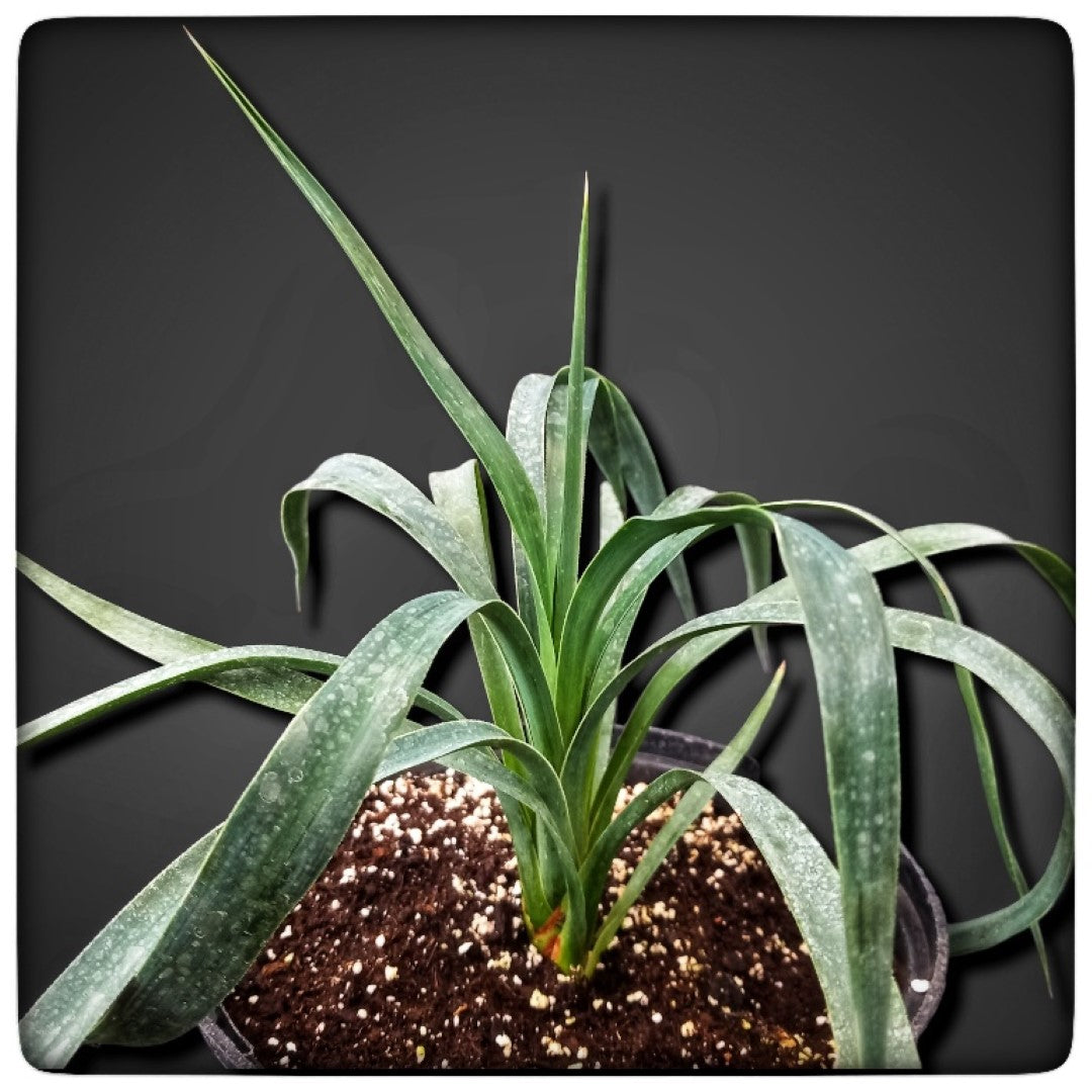 Yucca aloifolia