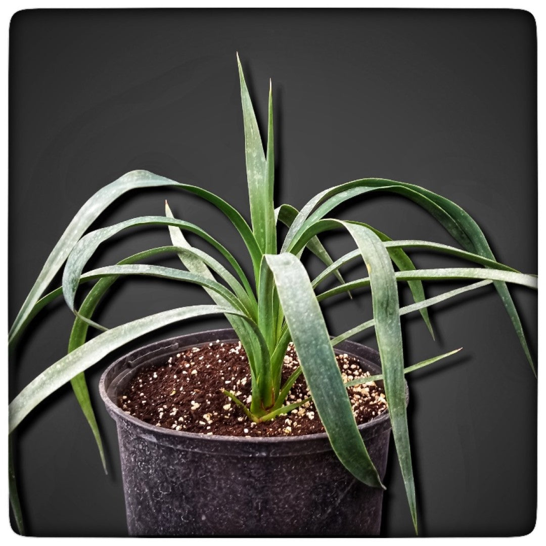 Yucca aloifolia