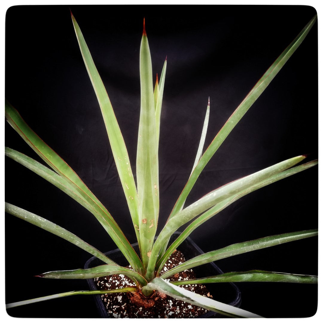 Yucca treculeana