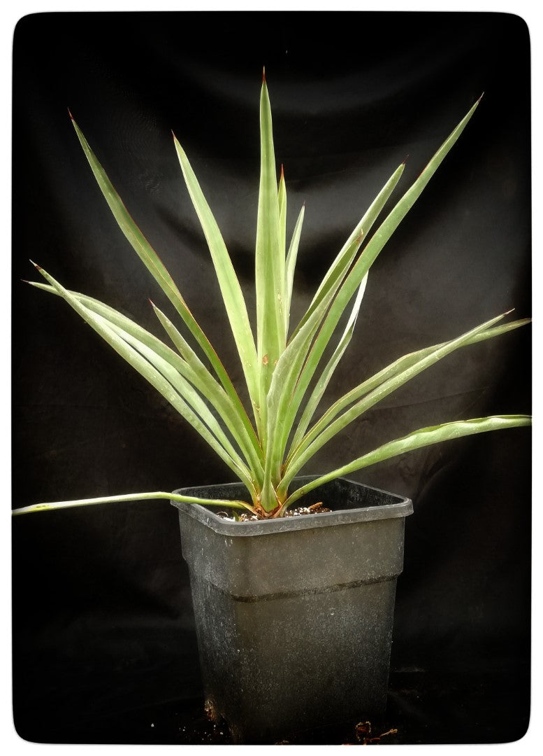 Yucca treculeana