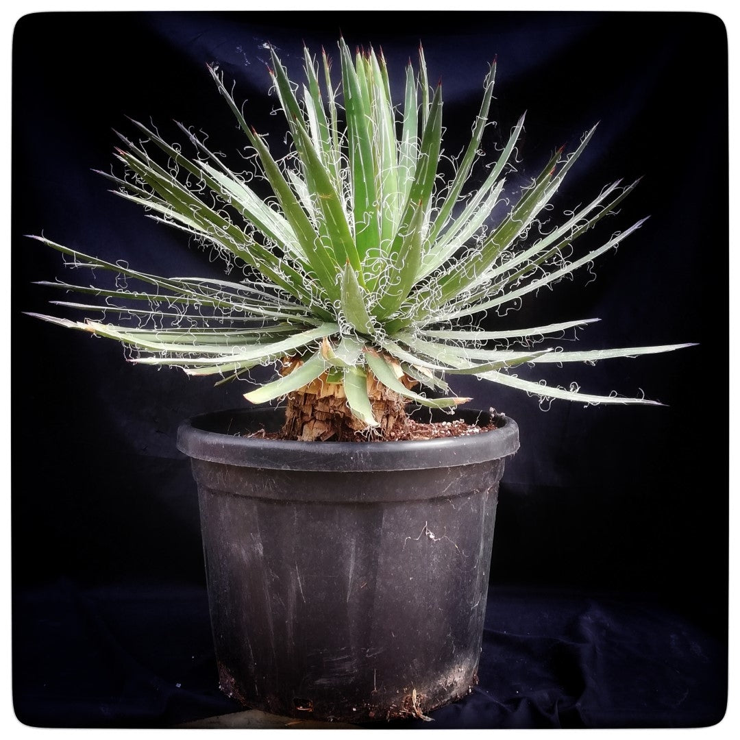 Agave filifera