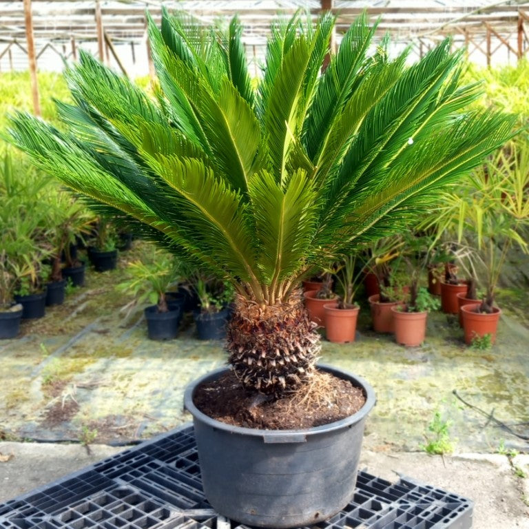 Cycas