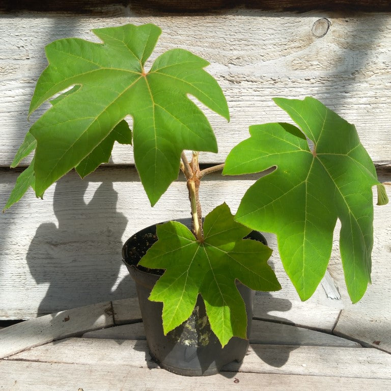 Tetrapanax