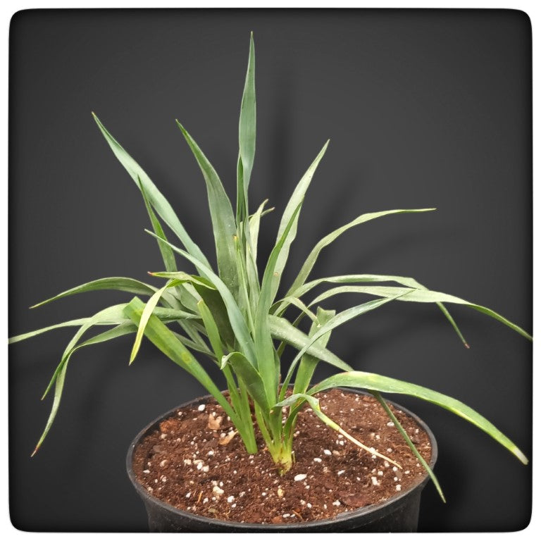 Yucca hybrid: gloriosa x recurvifolia, plant/total 22/45 cm