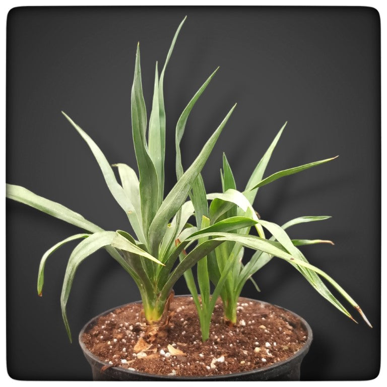 Yucca hybrid: gloriosa x recurvifolia, plant/total 22/45 cm
