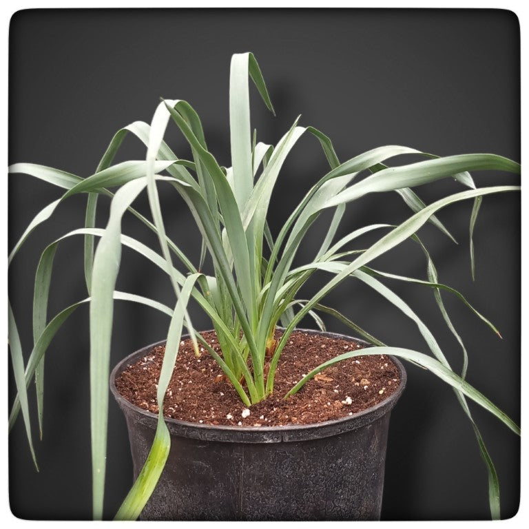 Yucca hybrid: (pallida x filamentosa/flaccida) x pallida, plant/total 35/55 cm