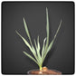 Yucca hybrid: pallida x elegance plant/total 33/54 cm