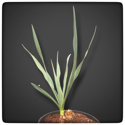 Yucca hybrid: pallida x elegance plant/total 33/54 cm
