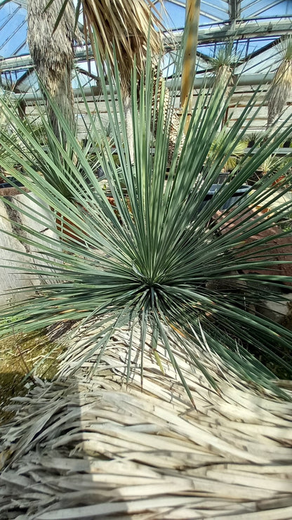 Yucca linearifolia, untrimmed curved form, 2 heads, pot Ø 75 cm 