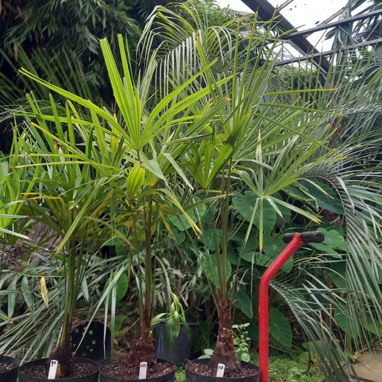 Trachycarpus fortunei