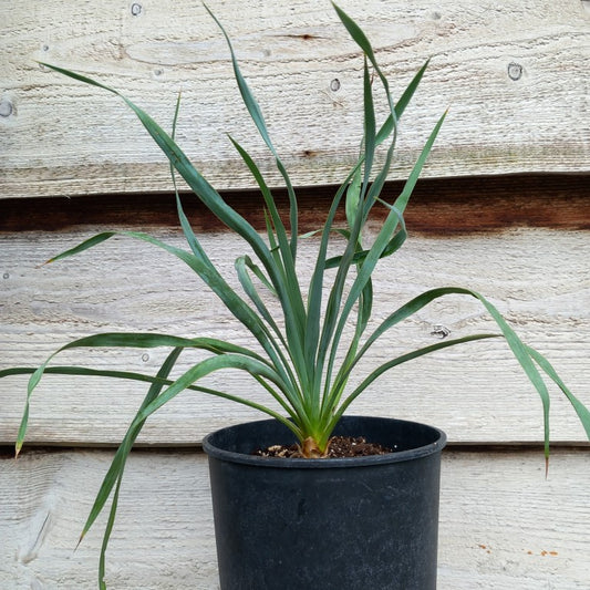 Yucca hybrid: (pallida x (filamentosa x flaccida)) x flaccida