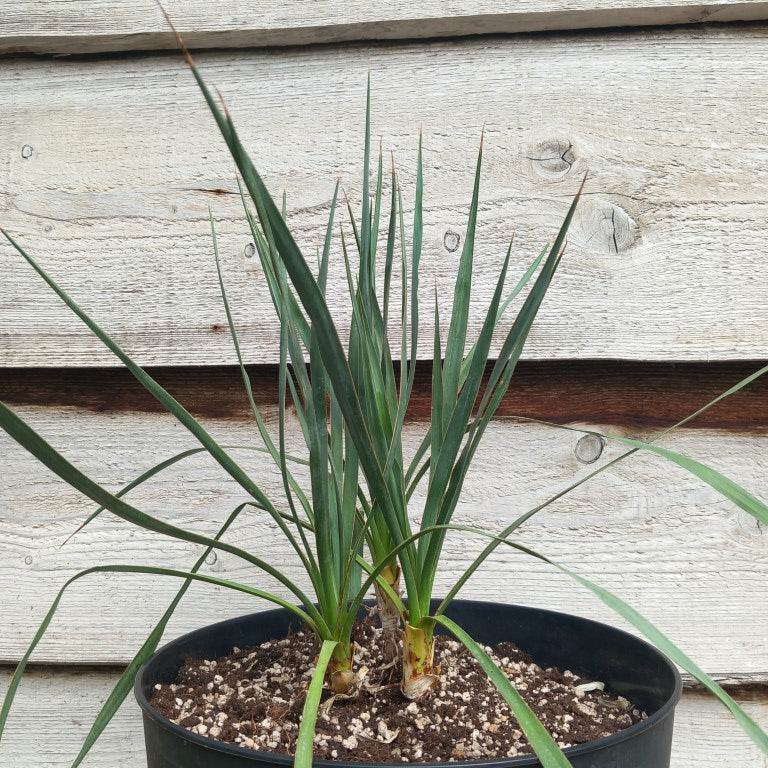 Yucca hybrid: (pallida x (filamentosa x flaccida)) x pallida