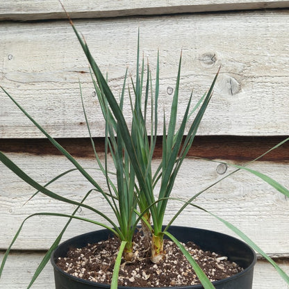 Yucca hybrid: (pallida x (filamentosa x flaccida)) x pallida