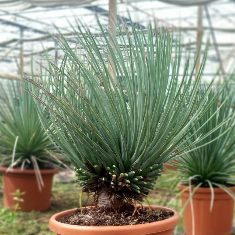 Agave striata