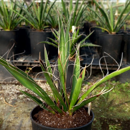 Yucca carnerosana