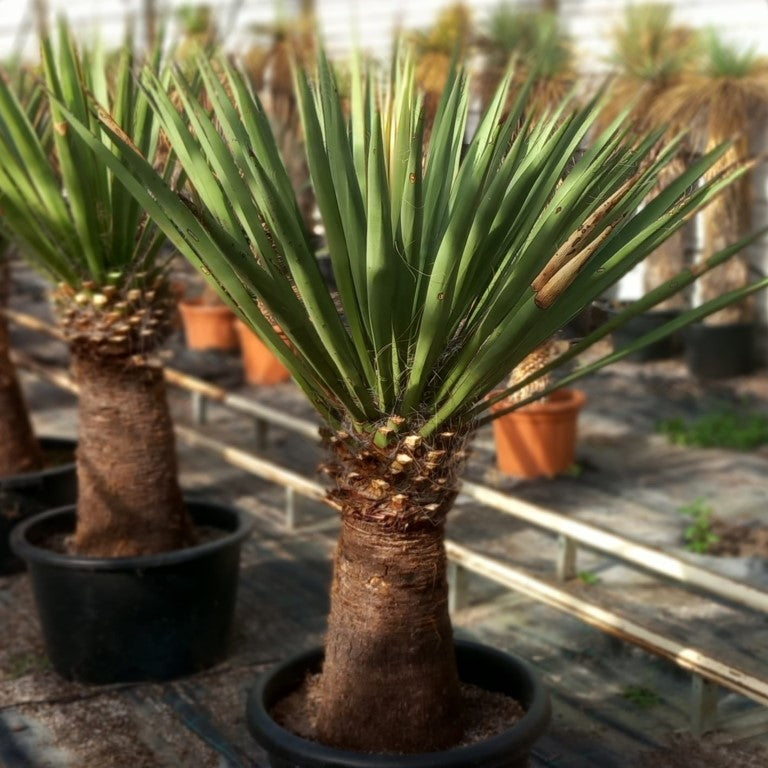 Yucca faxoniana, stem/plant/total 60/125/155 cm