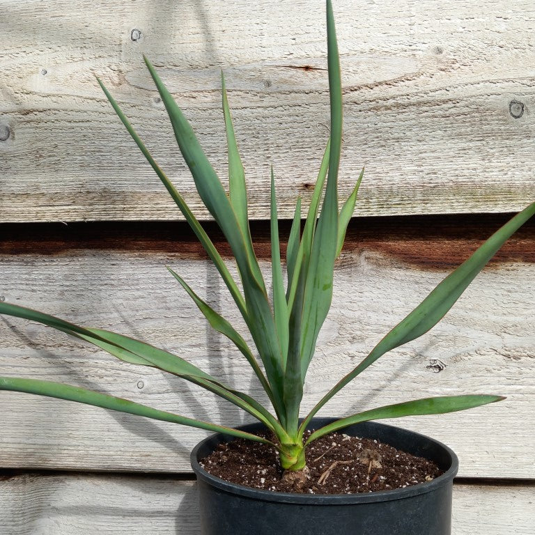 Yucca hybrid: pallida x elegans