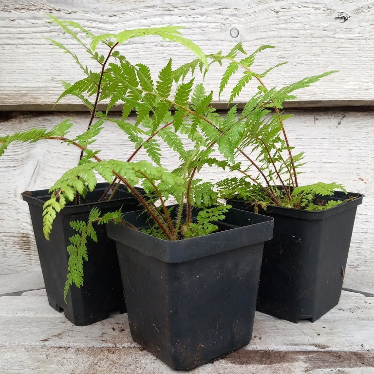 Cyathea medularis