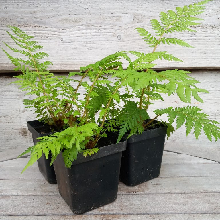 Cyathea new caledonian red