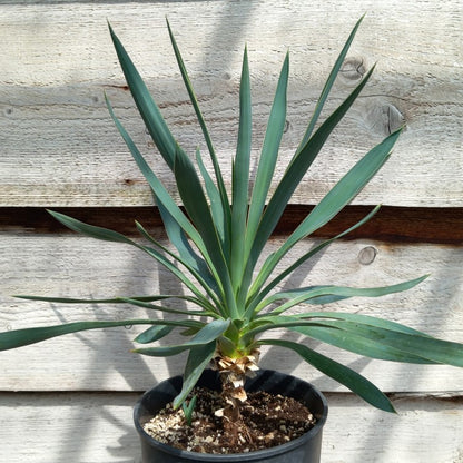 Yucca hybrid: gloriosa x filamentosa