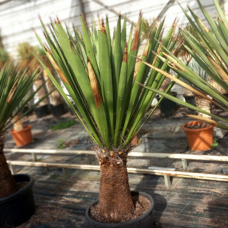 Yucca faxoniana, stem/plant/total 60/140/170 cm