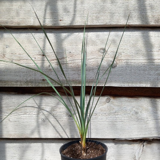 Yucca hybrid: (filamentosa/flaccida x rostrata) x glauca stricta