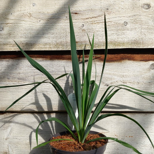 Yucca filamentosa