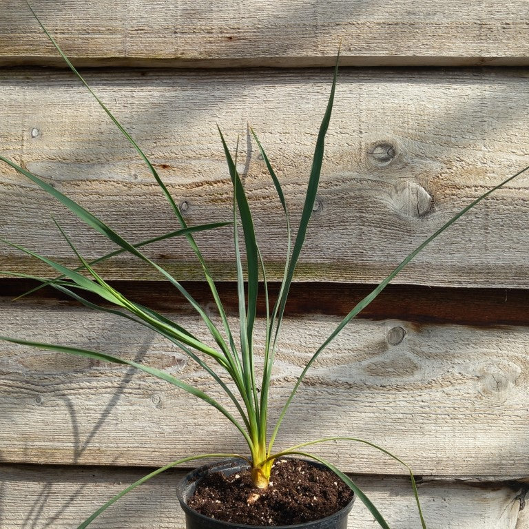 Yucca hybrid: fil/flac x piedras negras