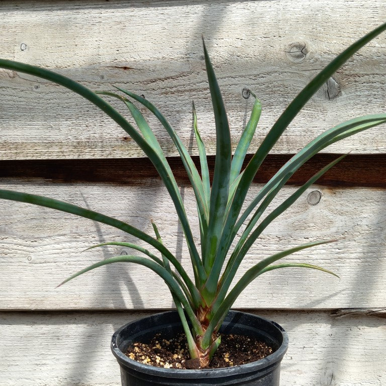 Yucca valida