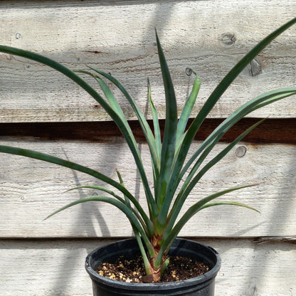 Yucca valida