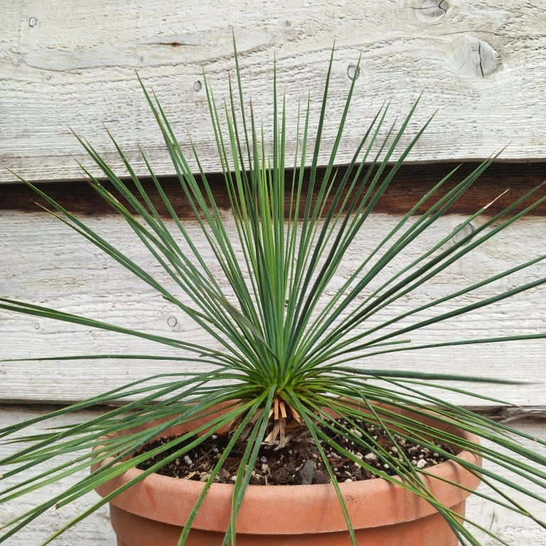 Yucca linearifolia