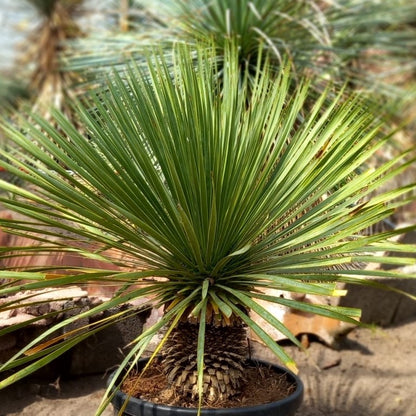 Yucca rostrata