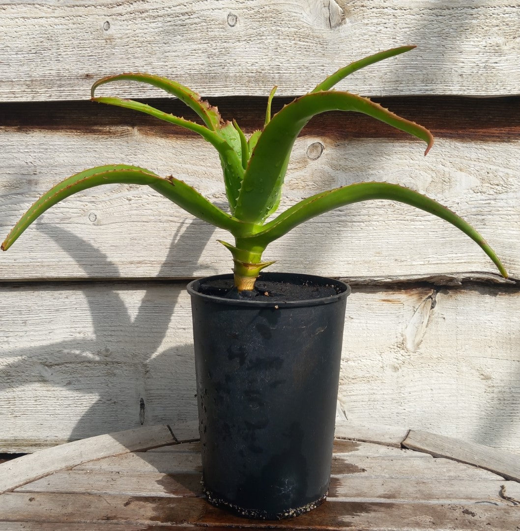 Aloe helenae