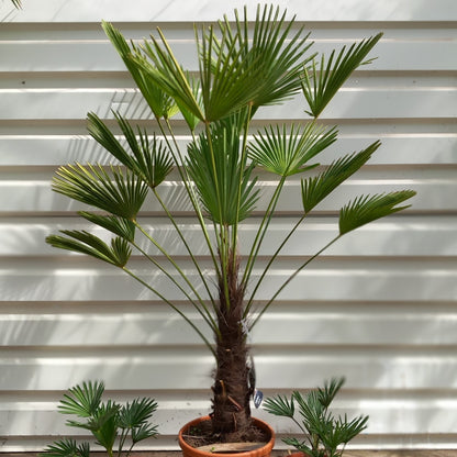 Trachycarpus wagnerianus