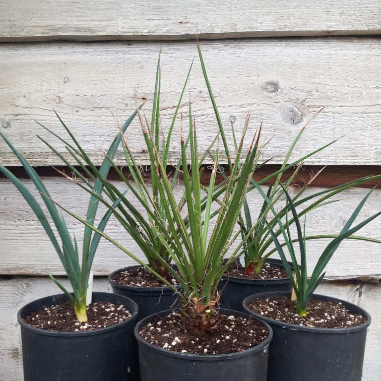 Yucca torreyi, mixtecana, periculosa, filifera, hybrid linearifolia galeana x treculeana