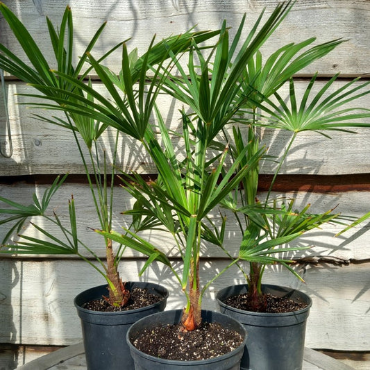 Trachycarpus hybrid: wagnerianus x princeps