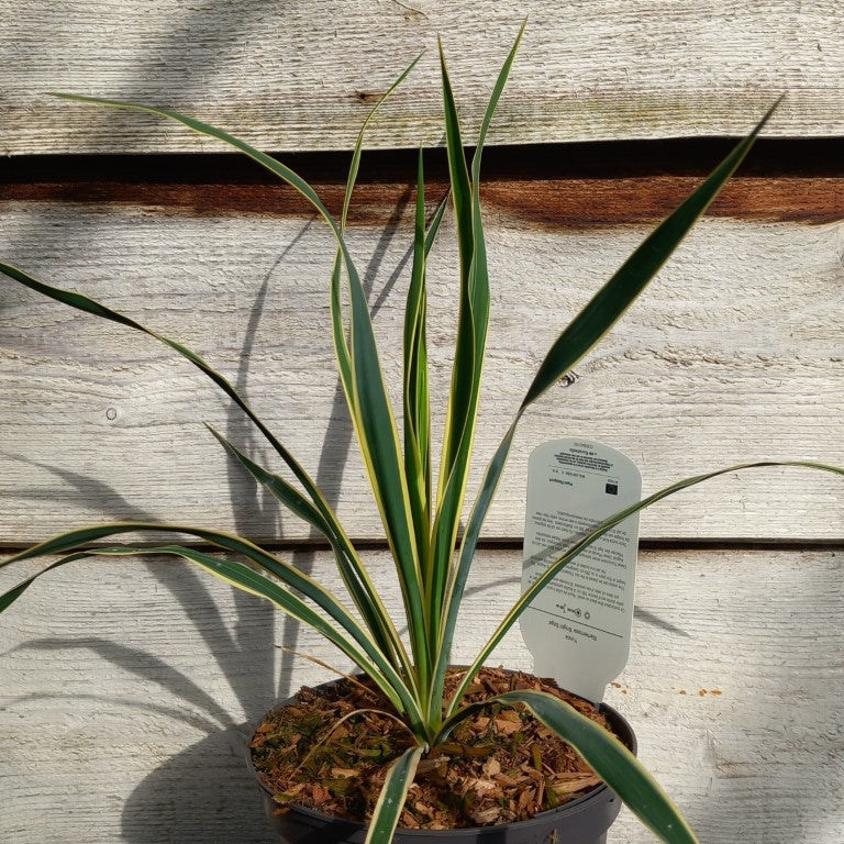 Yucca filamentosa bright edge