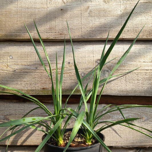 Yucca hybrid: linearifolia galeana x treculeana