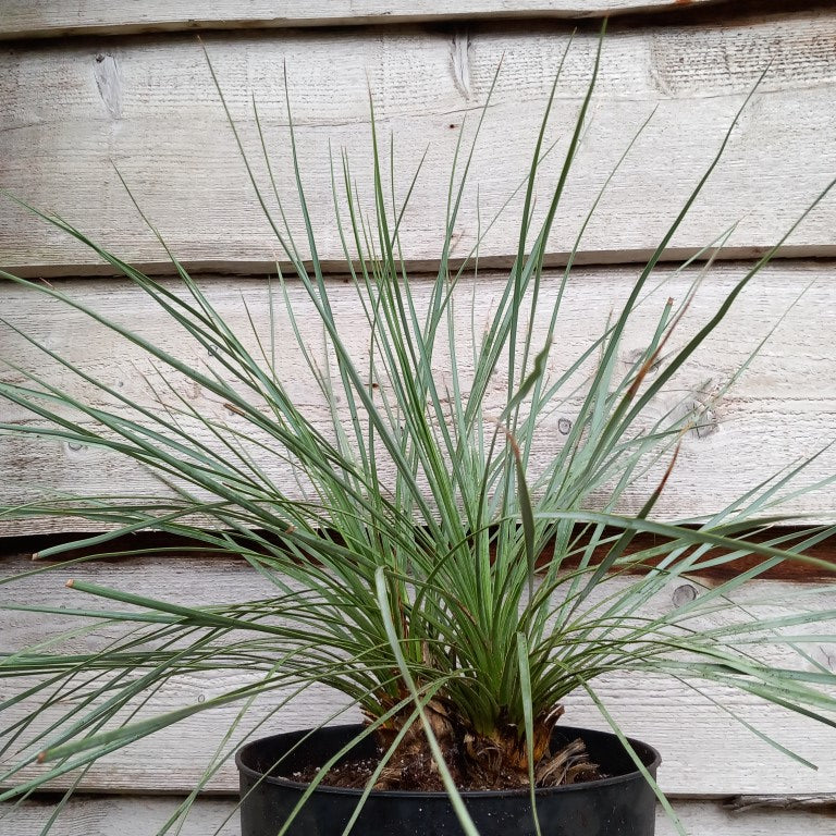 Yucca rostrata double