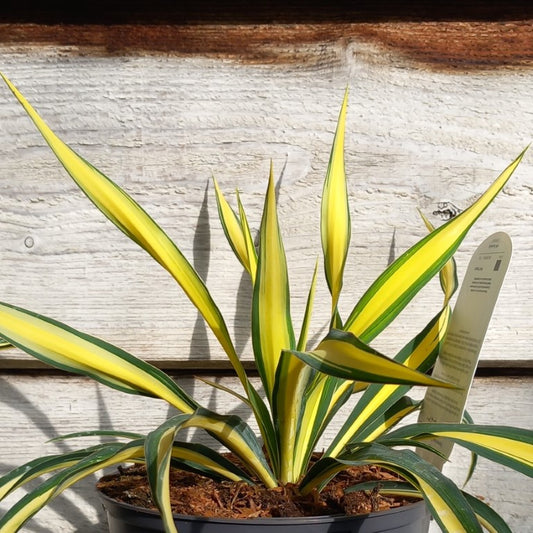 Yucca filamentosa golden sword