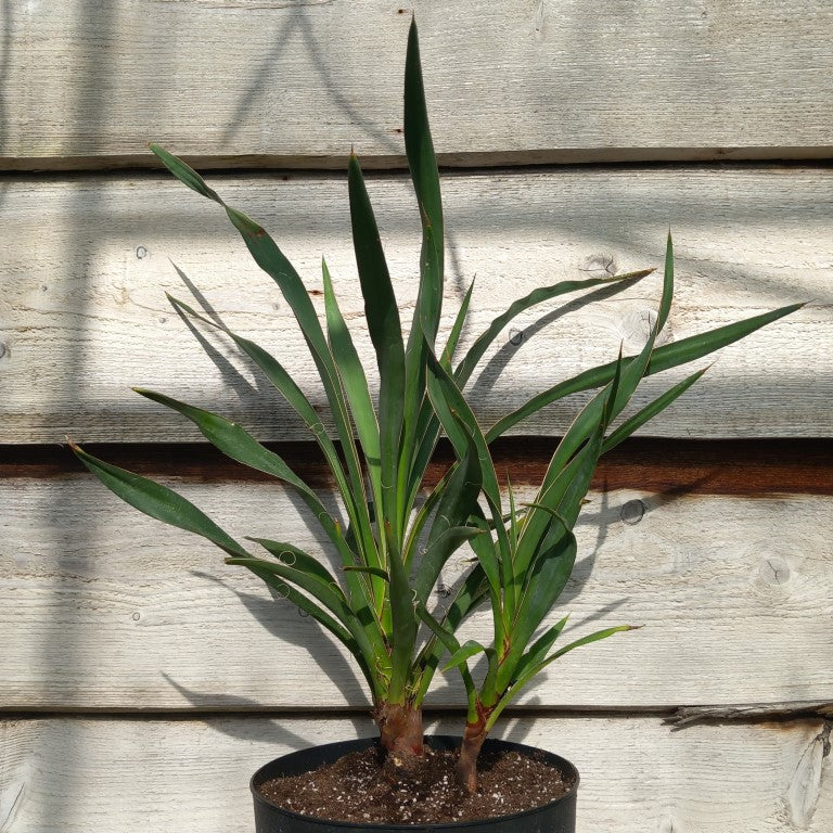 Yucca no name WS39