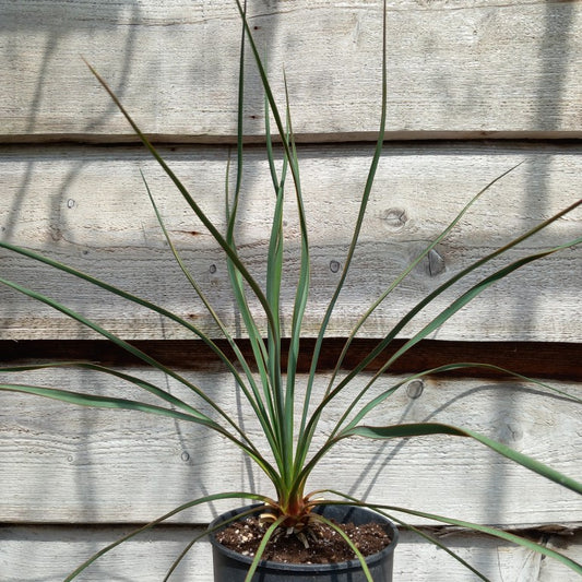 Yucca hybrid: louisianensis x reverchonii