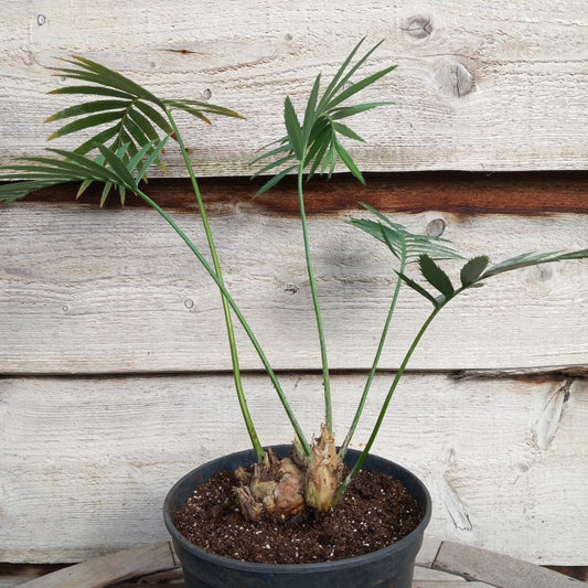 Dioon spinulosum