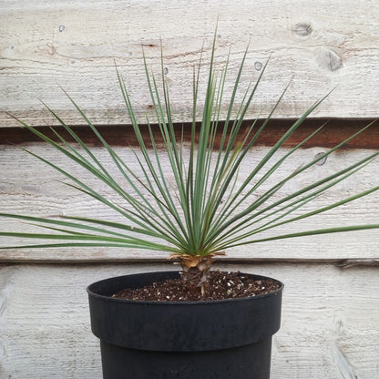 Yucca linearifolia